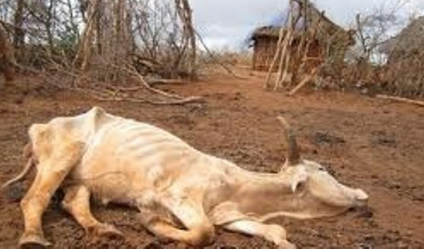कैलालीमा विद्युतीय पासोमा परेर पाँच गाई र एउटा चित्तलसहित मरे