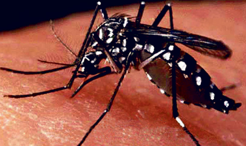 सुदूरपश्चिम प्रदेशका नौ वटै जिल्लामा डेंगु संक्रमीत बढ्दै